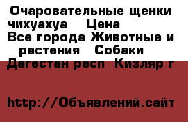 Очаровательные щенки чихуахуа  › Цена ­ 25 000 - Все города Животные и растения » Собаки   . Дагестан респ.,Кизляр г.